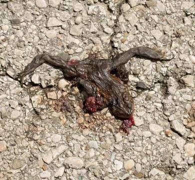 Death frog Stock Photos