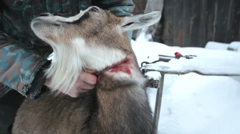 Death of a goat Video stock 1077110