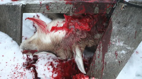 Death of a goat Stock-Footage 1077116