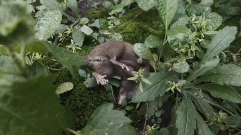 Death Ground Stock-Footage 305751349