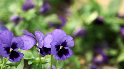 From death to life (HD transition) Stock Footage 46068146