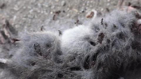 Death of a mouse, ants live on Stock Footage 41713067