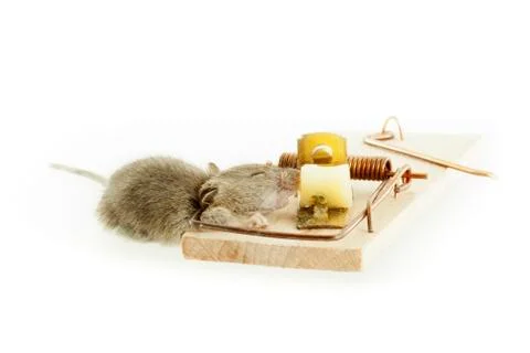 Death mouse in trap on white background Stock Photos