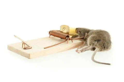 Death mouse in trap on white background Stock Photos