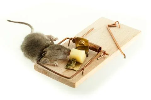 Death mouse in trap on white background Stock Photos