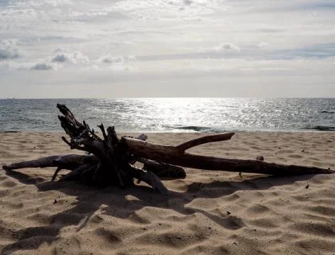 Death of the Old Tree Stump Lying on the Beach near Seaside on the Peninsula in  Stock Photos