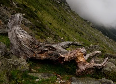 Death of the Old Tree Stump Under Trift Bridge in Swiss Alps the Fog is Comming Stock Photos