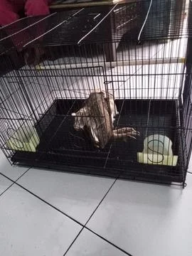 Death owl 스톡 사진