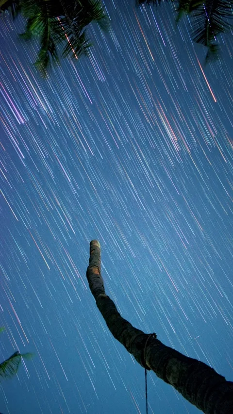 Death Palm Tree Under Star Trails – Magical Night Sky Timelapse Stock Footage 313559156