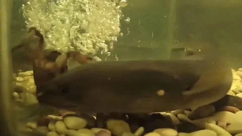 Death Roll Of Eel Video stock 198533372