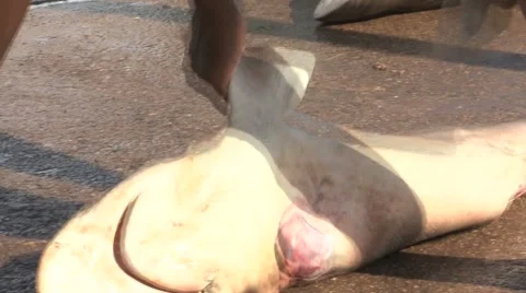 Death shark, cutting the fin 動画素材 1034654