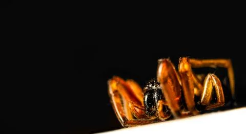 Death of Spider Stock Photos