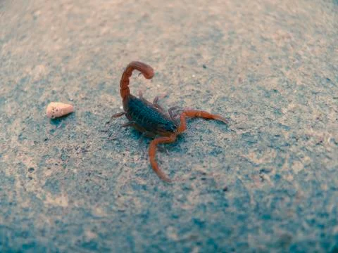 Death stalker scorpion, leiurus quinquestraitus Stock Photos
