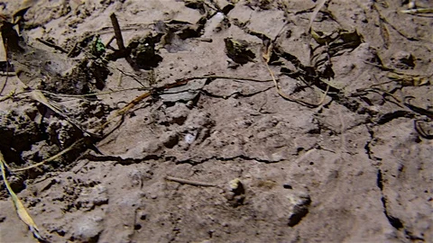 Death in the Swamp Stock Footage 83754942