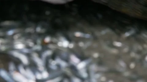 Death throws bler 動画素材 49118446