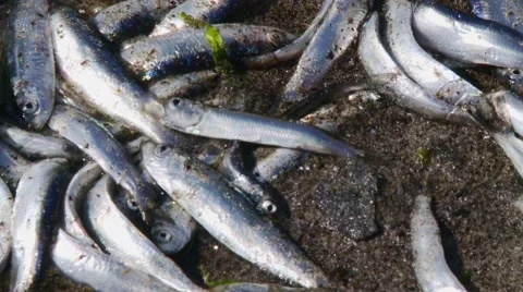 Death-throws close up 스톡 동영상 49118668