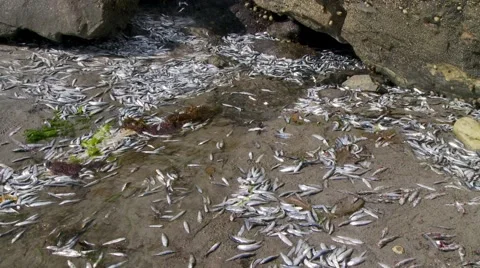 Death-throws Stock Footage 49118393