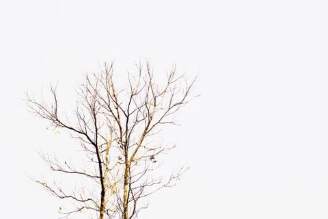 Death tree for background used Stock Photos