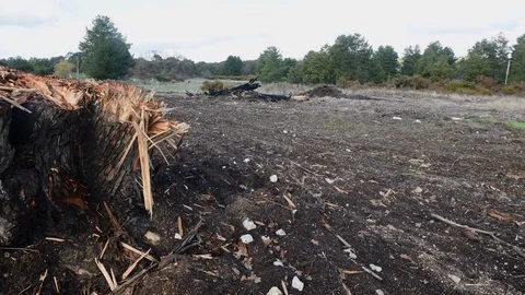 Death of a Tree Stock Footage 115584510