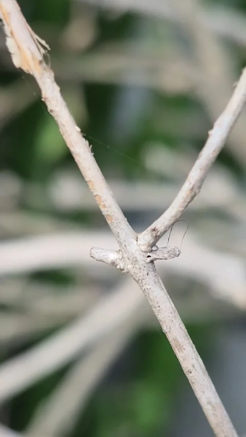 Death of a tree Stock Footage 313926780