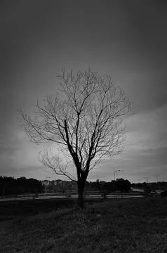 Death tree Stock Photos