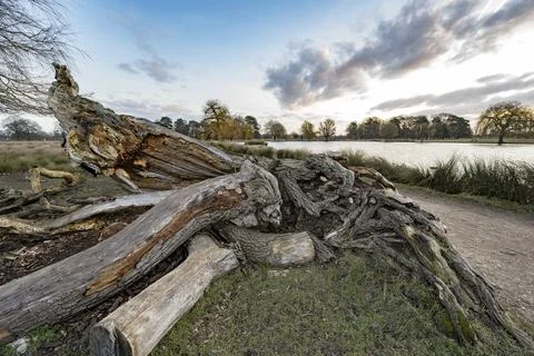 Death of a tree Foto stock