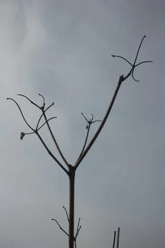 The death tree Stock Photos