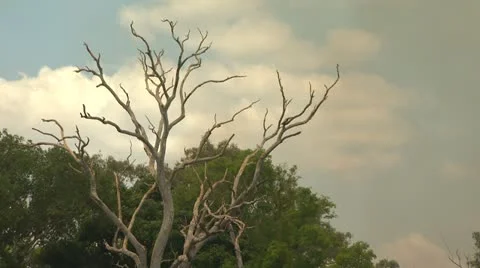 Death Tree Smoke Stock Footage 12492219