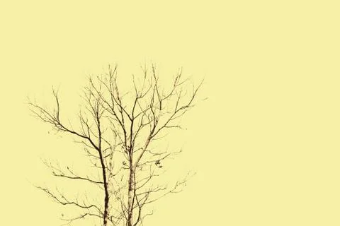 Death tree on yellow background Stock Photos