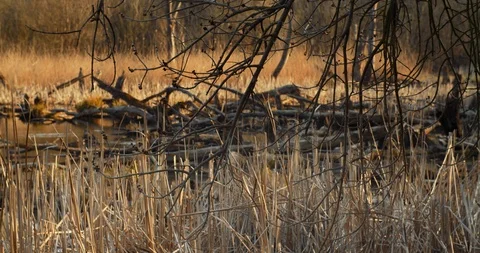 Death trees and drought disaster, dry yellow grass. Stock Footage 126774115