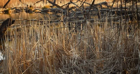 Death trees and drought disaster, dry yellow grass. Stock Footage 126774403