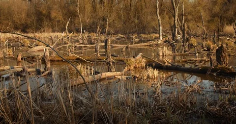 Death trees and drought disaster, dry yellow grass. Stock Footage 126774457