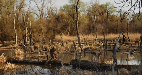 Death trees and drought disaster, dry yellow grass. Stock Footage 126774709