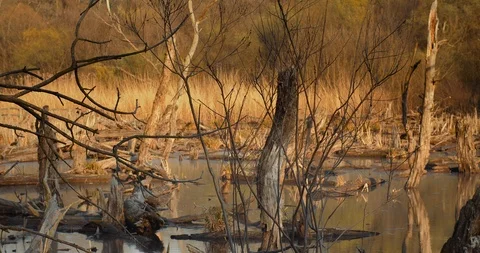 Death trees and drought disaster, dry yellow grass. Stock Footage 126775370