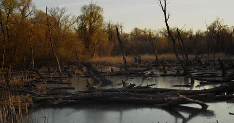 Death trees and drought disaster, dry yellow grass. Stock Footage 126775475