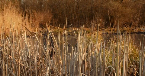 Death trees and drought disaster, dry yellow grass. Stock Footage 126775637