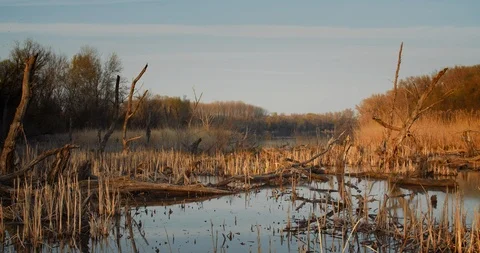 Death trees and drought disaster, dry yellow grass. Stock Footage 126775867