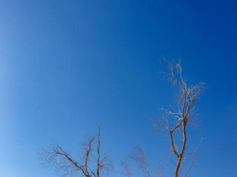 Death trees in the blue sky Stock Photos