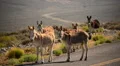 Death Valley Burros 01 Wild Donkey HD Footage