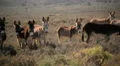 Death Valley Burros 04 Wild Donkey HD Footage