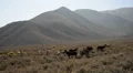 Death Valley Burros 06 Wild Donkey HD Footage