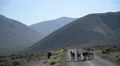 Death Valley Burros 12 Wild Donkey HD Footage
