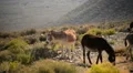 Death Valley Burros 13 Wild Donkey HD Footage