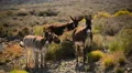 Death Valley Burros 14 Wild Donkey HD Footage