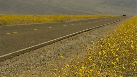 Death Valley car approaches down highway through wildflowers Stock Footage 87191061