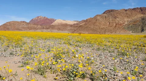 Death Valley Desert Flower Super Bloom - Spring Stock Footage 64153103