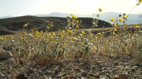 Death Valley Desert Flowers Stock Footage