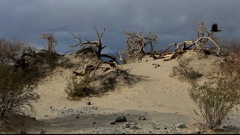 Death Valley Dune Crow Purch Stock Footage 104839002