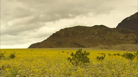 Death Valley pan over a field of wildflowers in front of dark mountain ridge Stock Footage 87197286