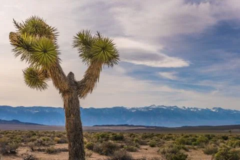 Death Valley Stock Photos